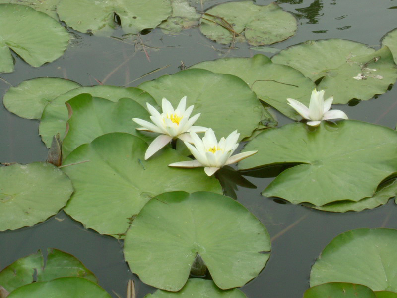 Nymphaea alba / Ninfea comune