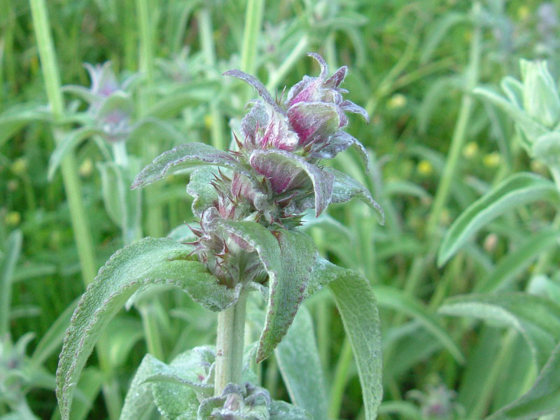 Stachys germanica