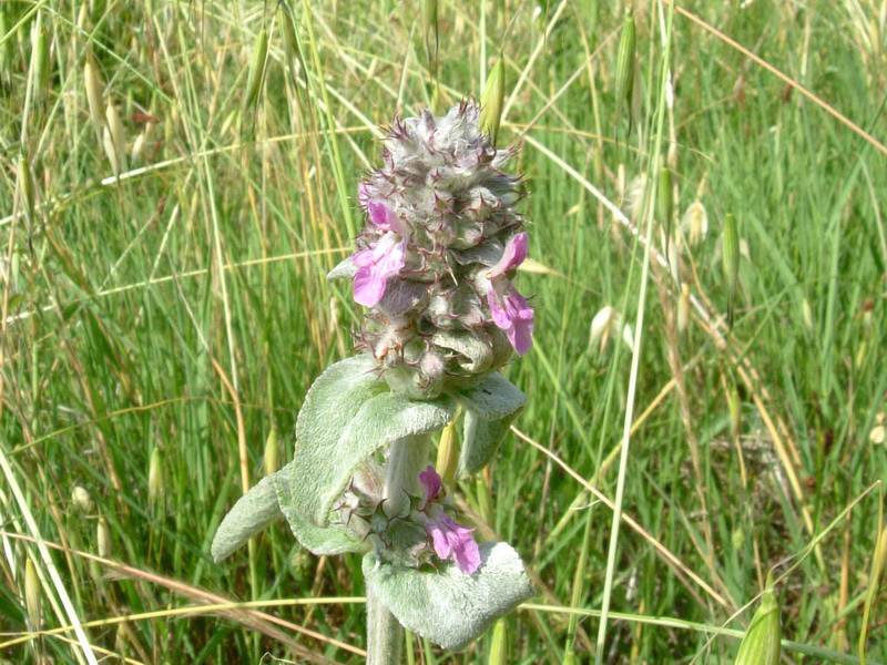 Stachys germanica