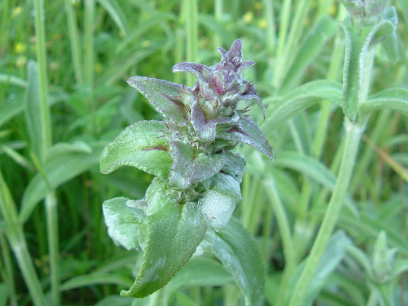 Stachys germanica