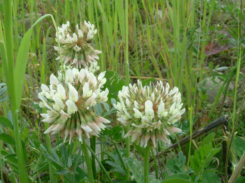 Trifolium repens