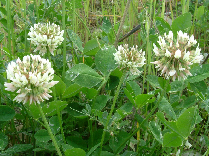 Trifolium repens