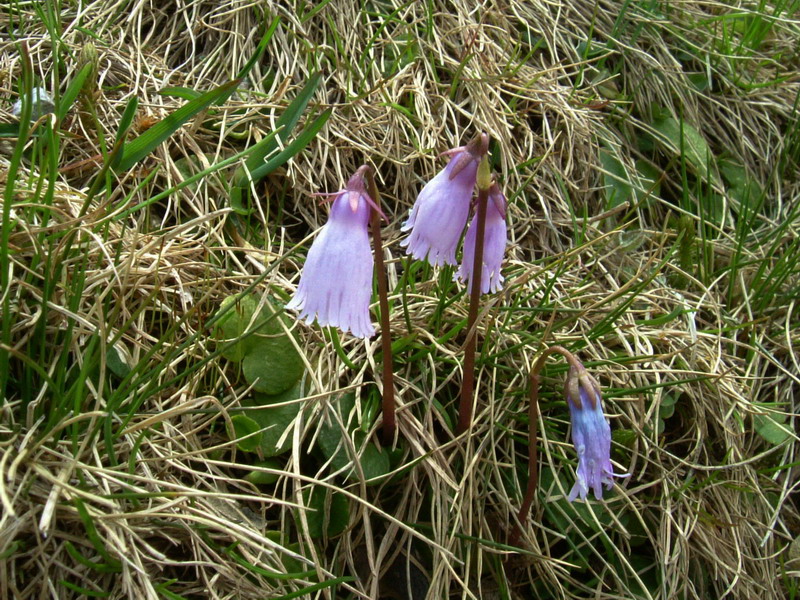 Soldanella pusilla / Soldanella piccola