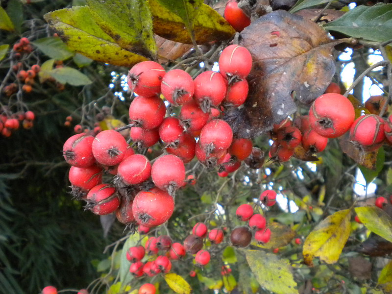 Sorbus aria