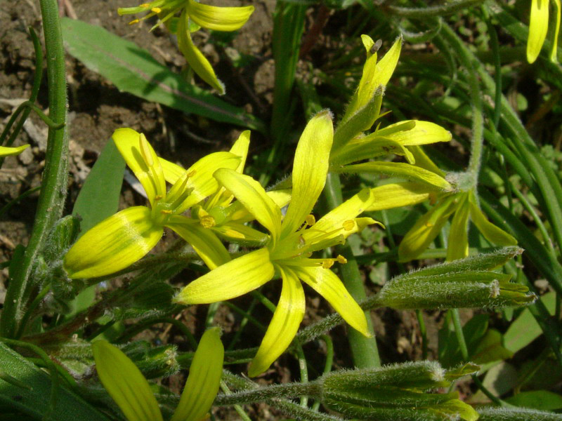 Lutea o Villosa??