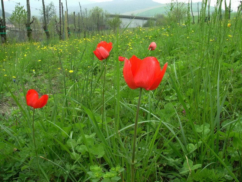 Che spettacolo - Anemone coronaria