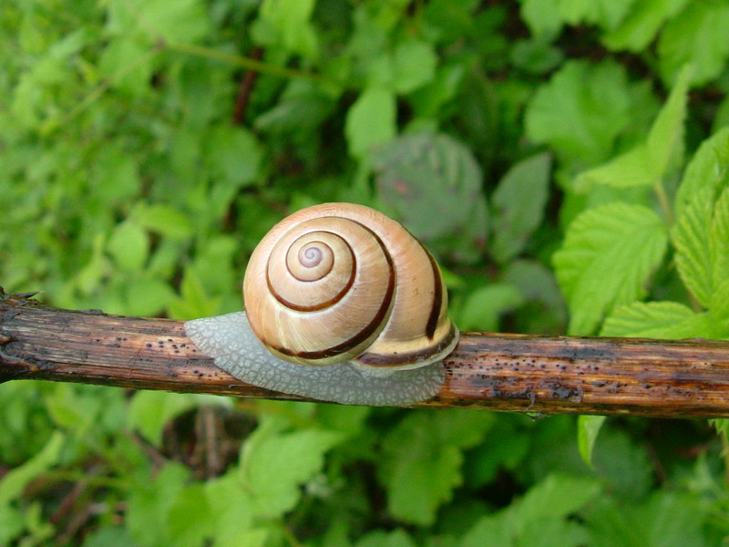 Lumache [galleria di Cepaea nemoralis]