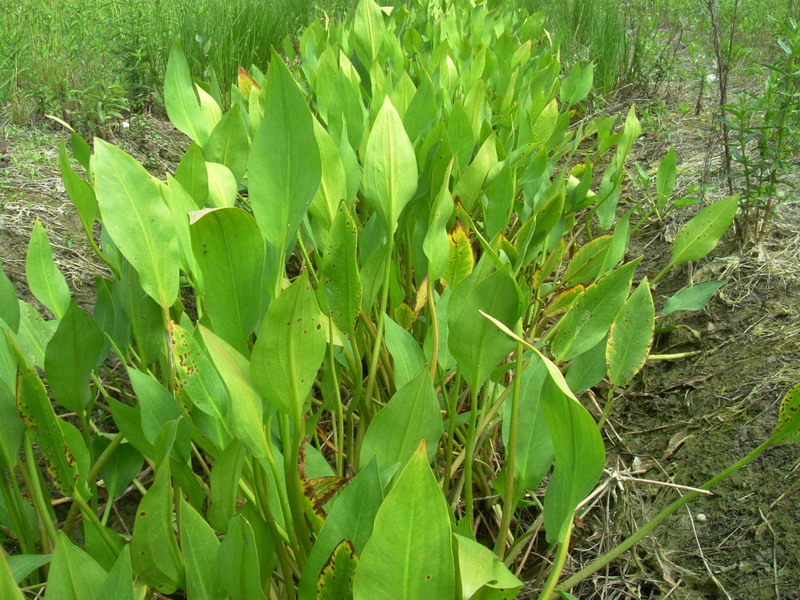 Alisma plantago-aquatica / Mestolaccia