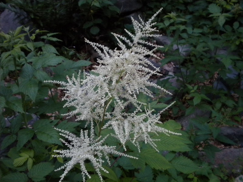 Aruncus dioicus