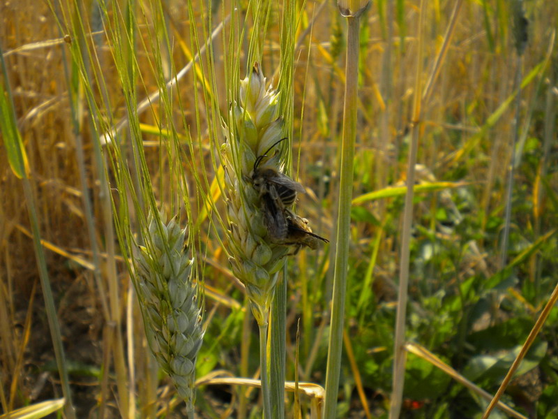 maschi di Eucera sp. a riposo