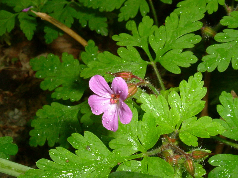 Geranium robertianum