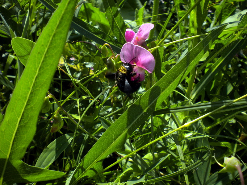 Tutto nero: Xylocopa sp.