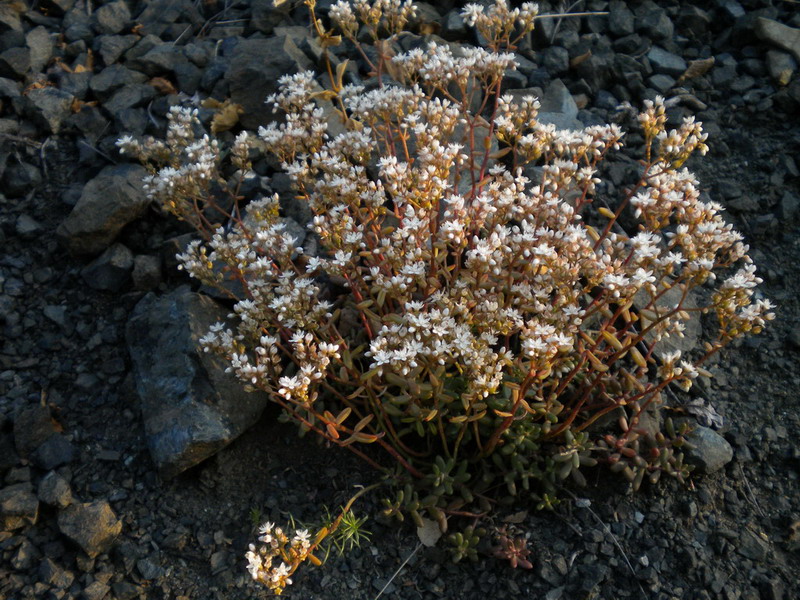 Sedum monregalense, Sedum album e Sedum sp.