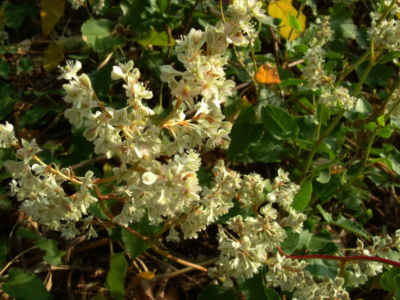 Polygonum baldshuanicum