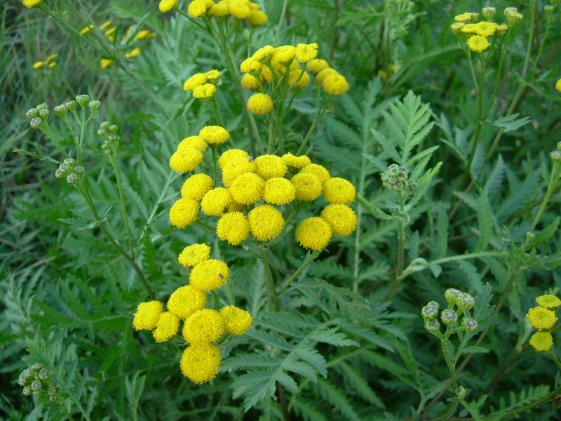 Tanacetum vulgare / Tanaceto