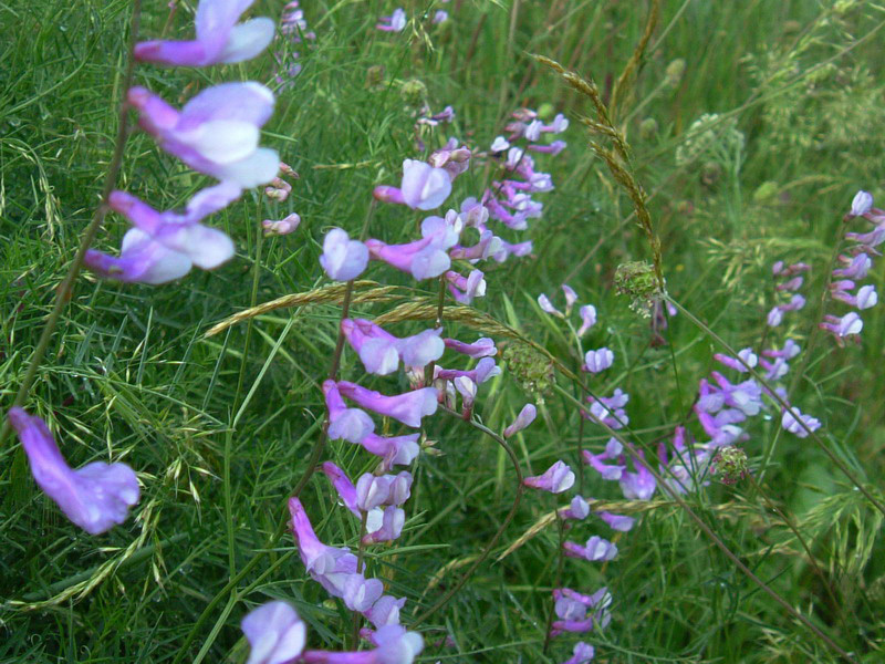 Vicia cfr. pseudocracca