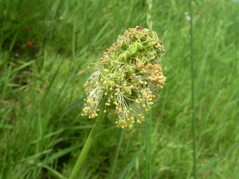 Sanguisorba minor