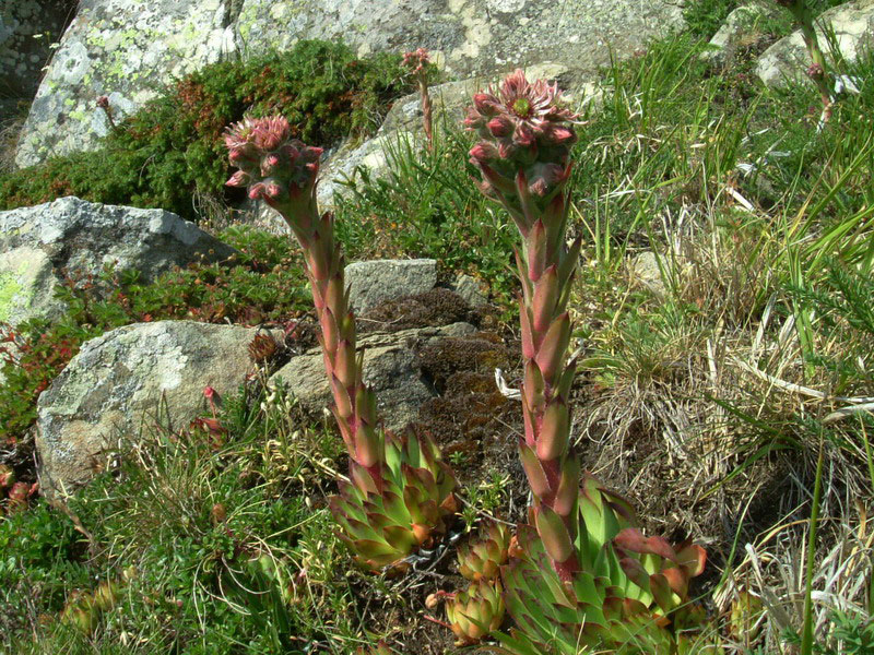 tra le rocce 3 - Sempervivum montanum