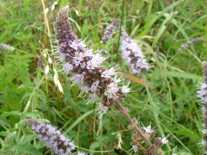 Nel fosso dietro casa: Mentha spicata