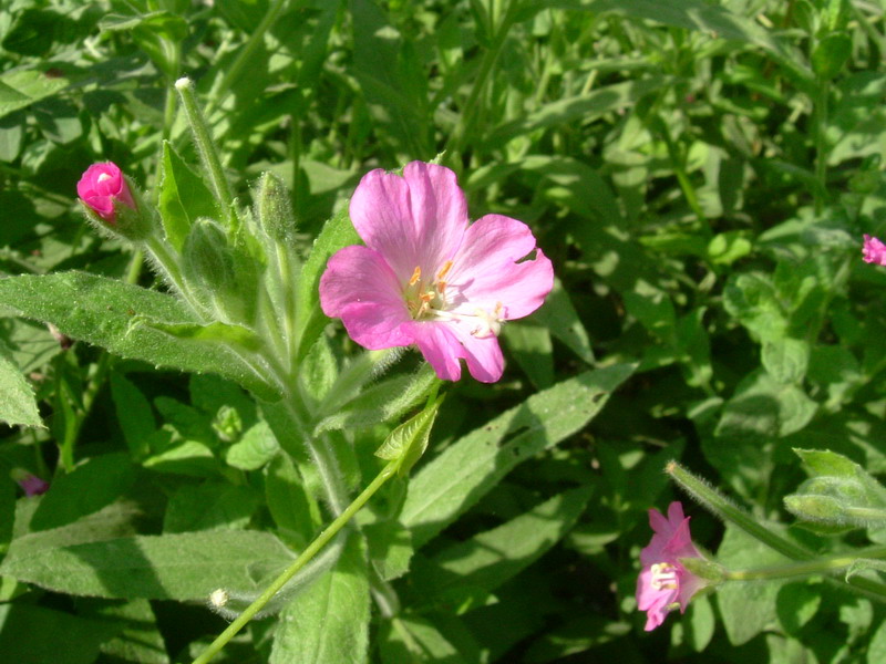 Epilobium hirsutum / Garofanino d''acqua