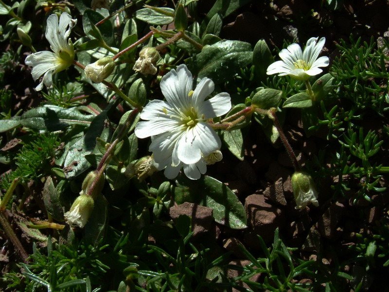 Cerastium latifolium