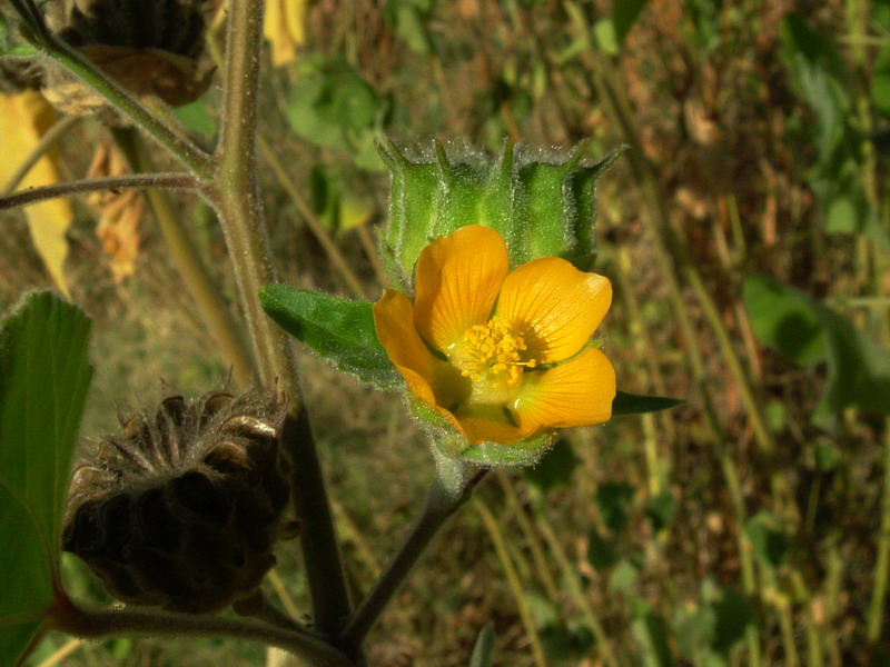 Abutilon theophrasti / Cencio molle