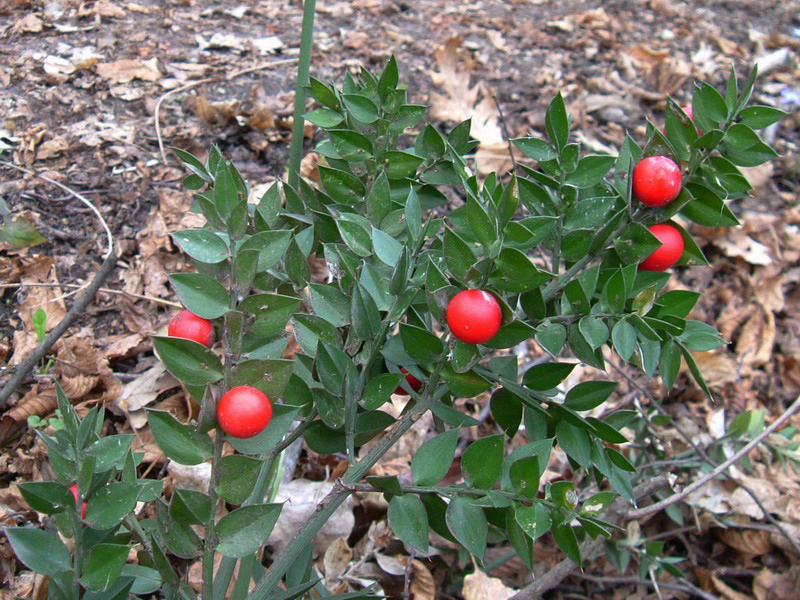 Ruscus aculeatus