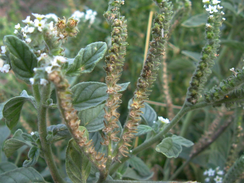 Heliotropium europaeum / Eliotropio selvatico