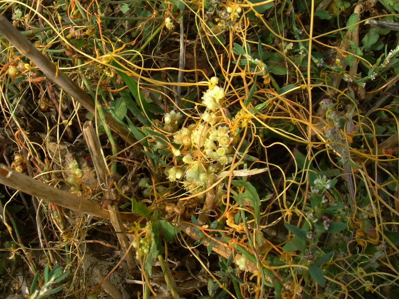 Cuscuta cesattiana / Cuscuta di Cesati