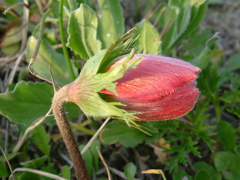 Anemone coronaria