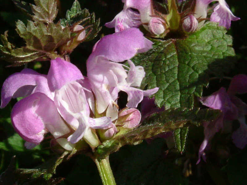 Lamium maculatum