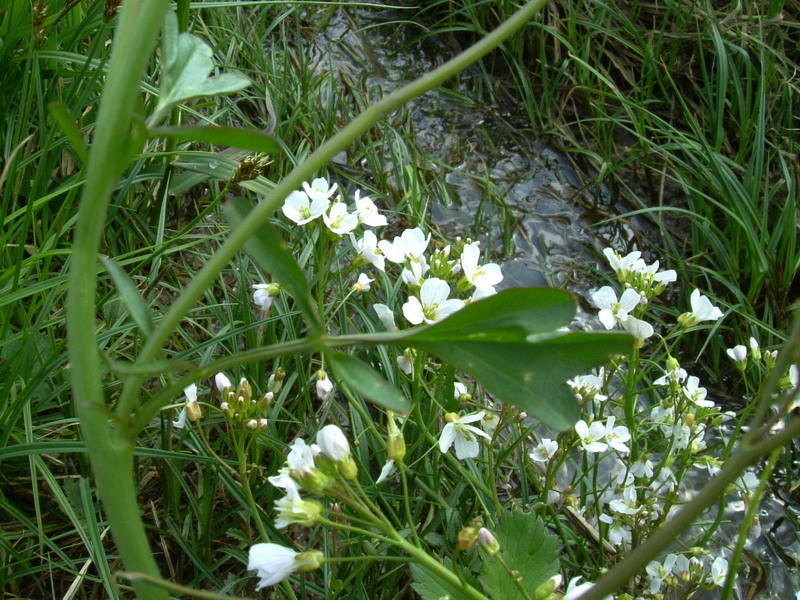 Fiore bianco - Cardamine cfr. pratensis