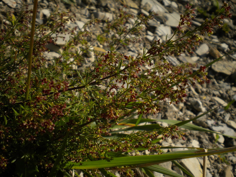 Asperula purpurea / Stellina purpurea