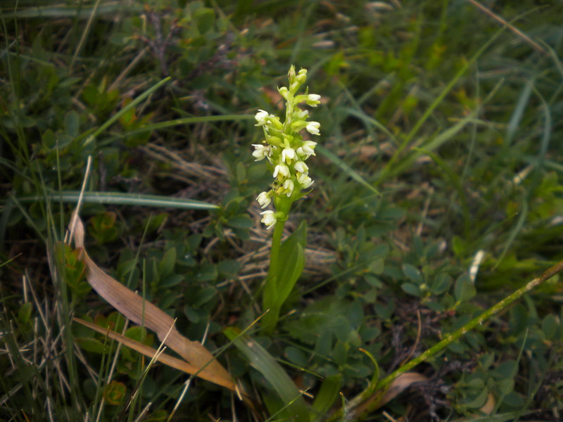 Piccolissima orchidea