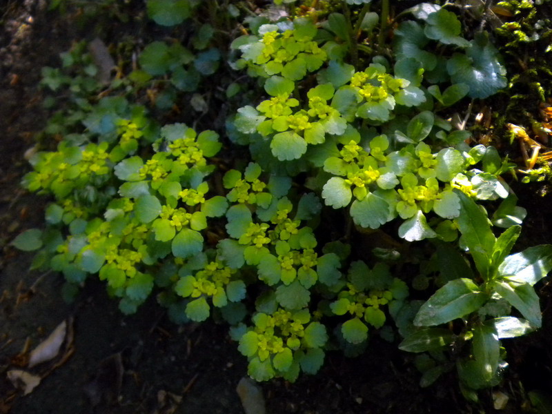 Chrysosplenium alternifolium