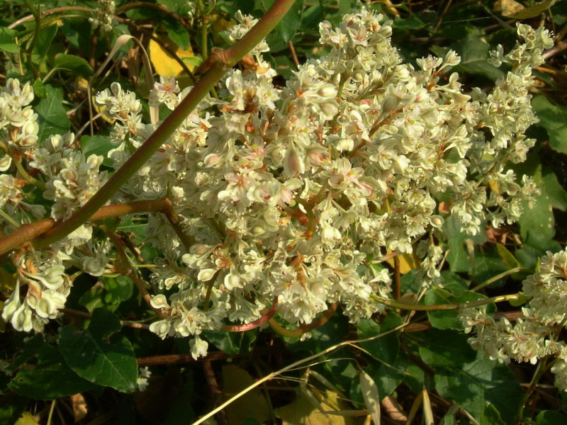 Polygonum baldshuanicum