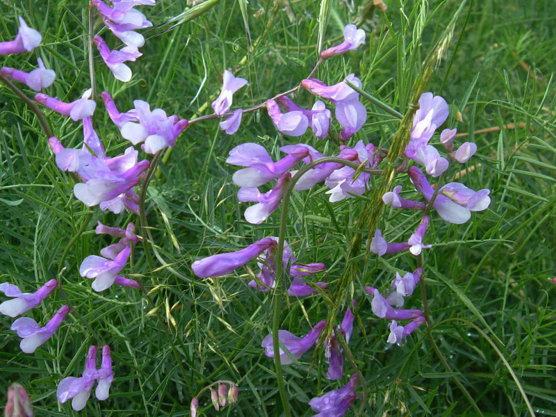 Vicia cfr. pseudocracca