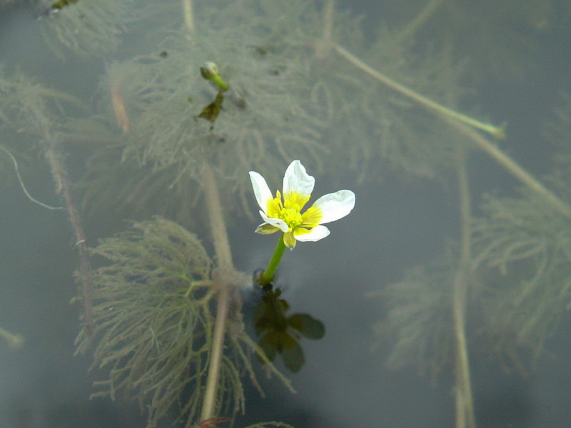 Ranunculus trichophyllus / Ranuncolo a foglie capillari