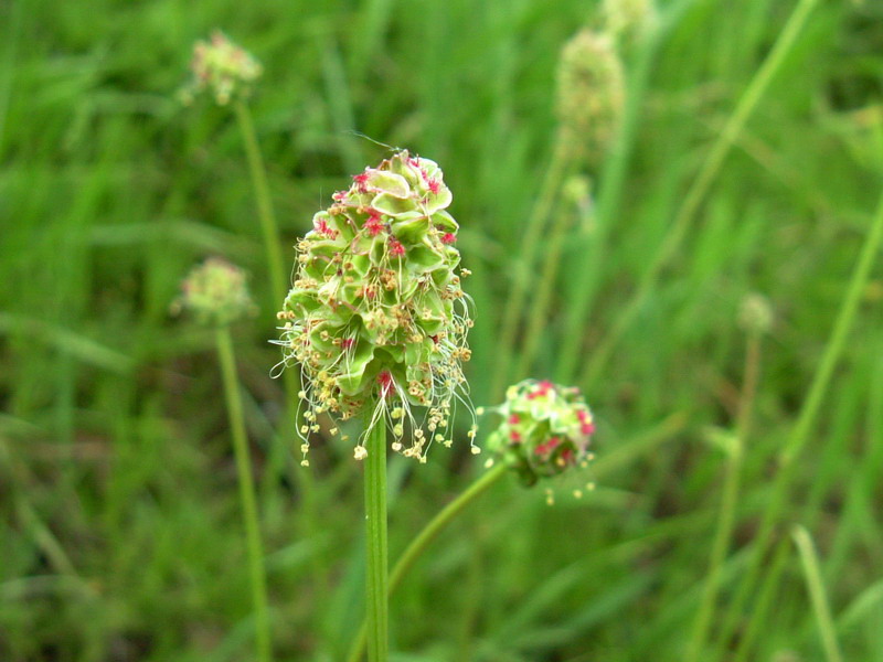 Sanguisorba minor