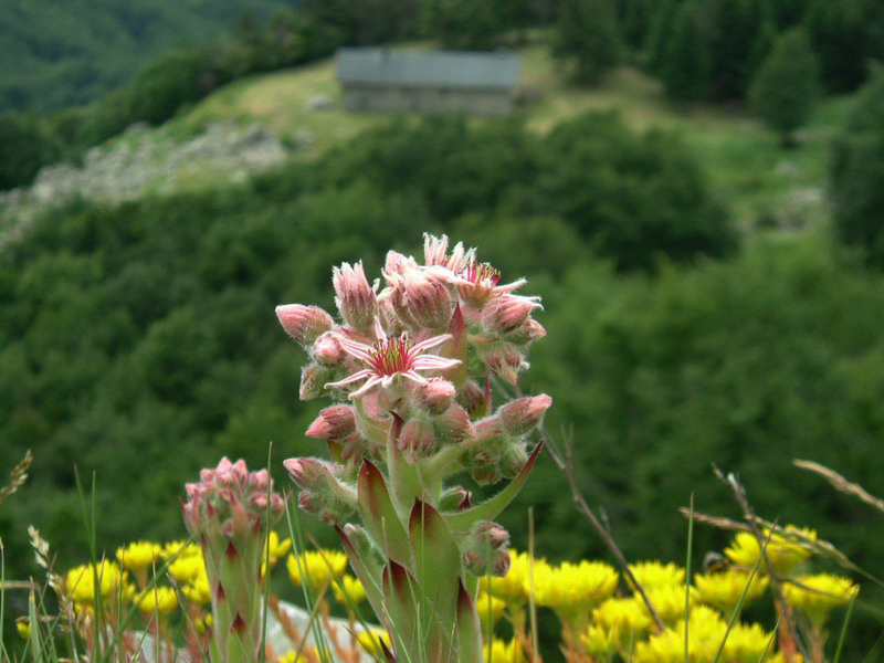 tra le rocce 3 - Sempervivum montanum