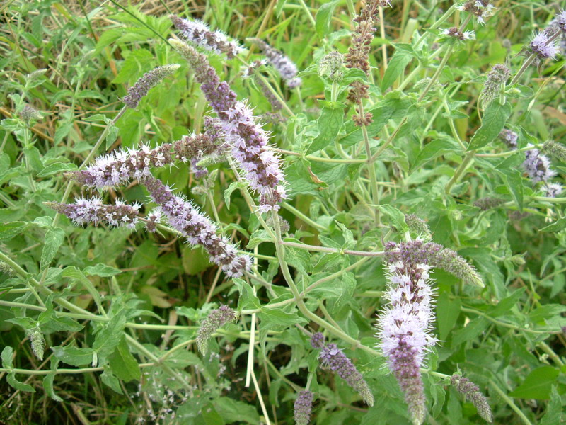 Nel fosso dietro casa: Mentha spicata