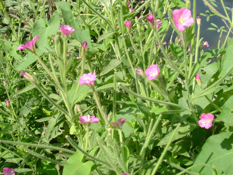 Epilobium hirsutum / Garofanino d''acqua