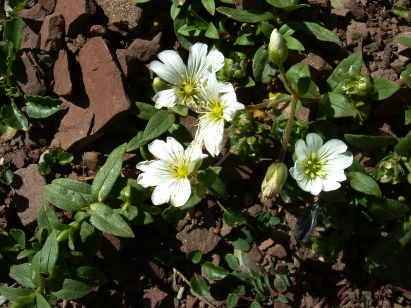 Cerastium latifolium