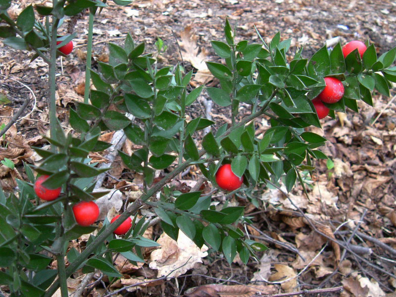 Ruscus aculeatus