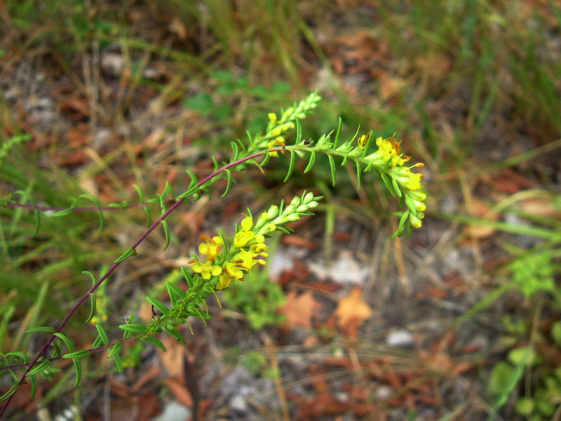 Odontites luteus / Perlina gialla
