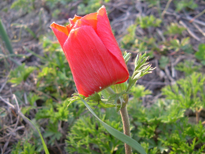 Anemone coronaria