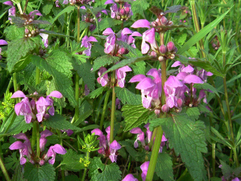 Lamium maculatum