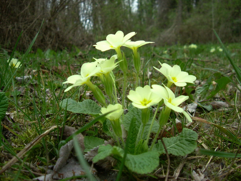 Nel bosco - Primula vulgaris