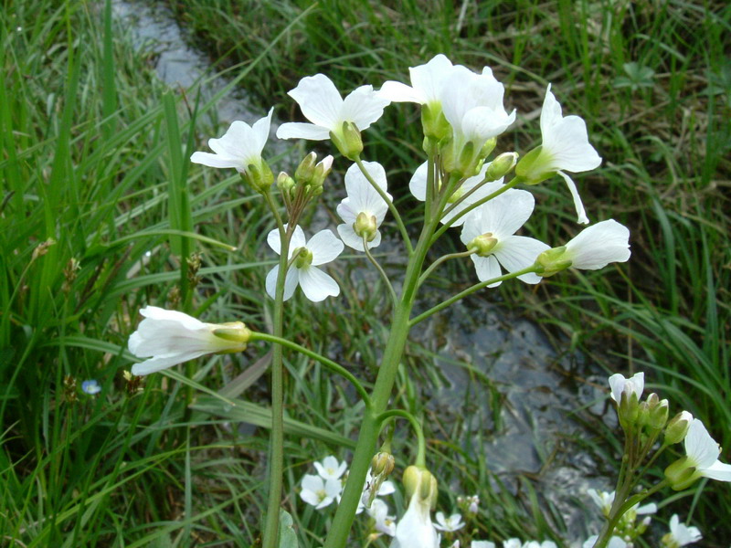 Fiore bianco - Cardamine cfr. pratensis