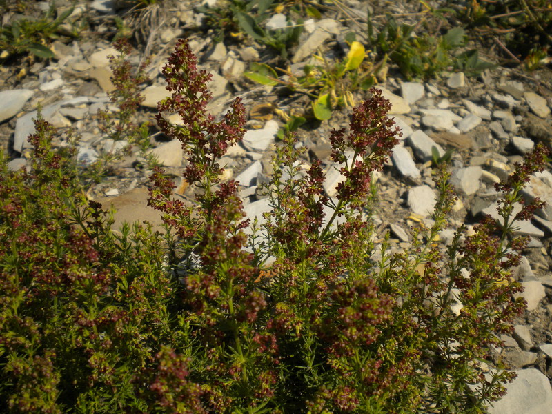 Asperula purpurea / Stellina purpurea